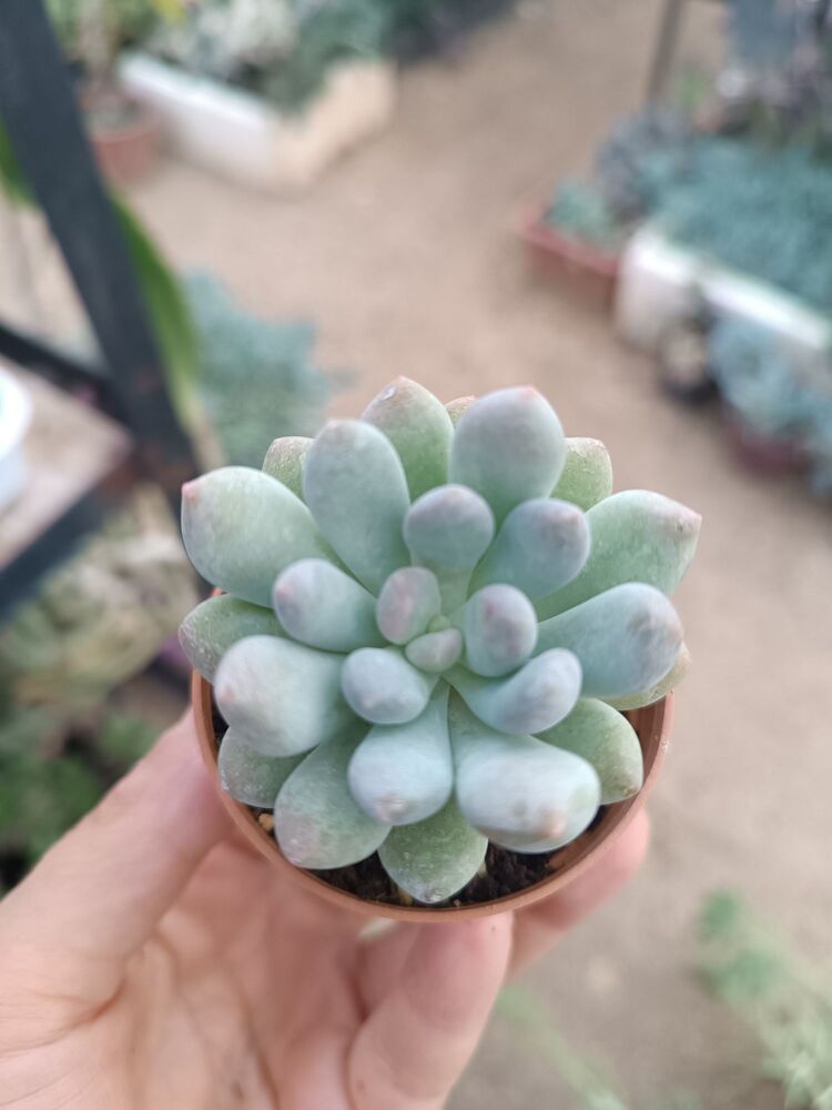 Pachyveria clavifolia 5,5cm saksılı sukulent