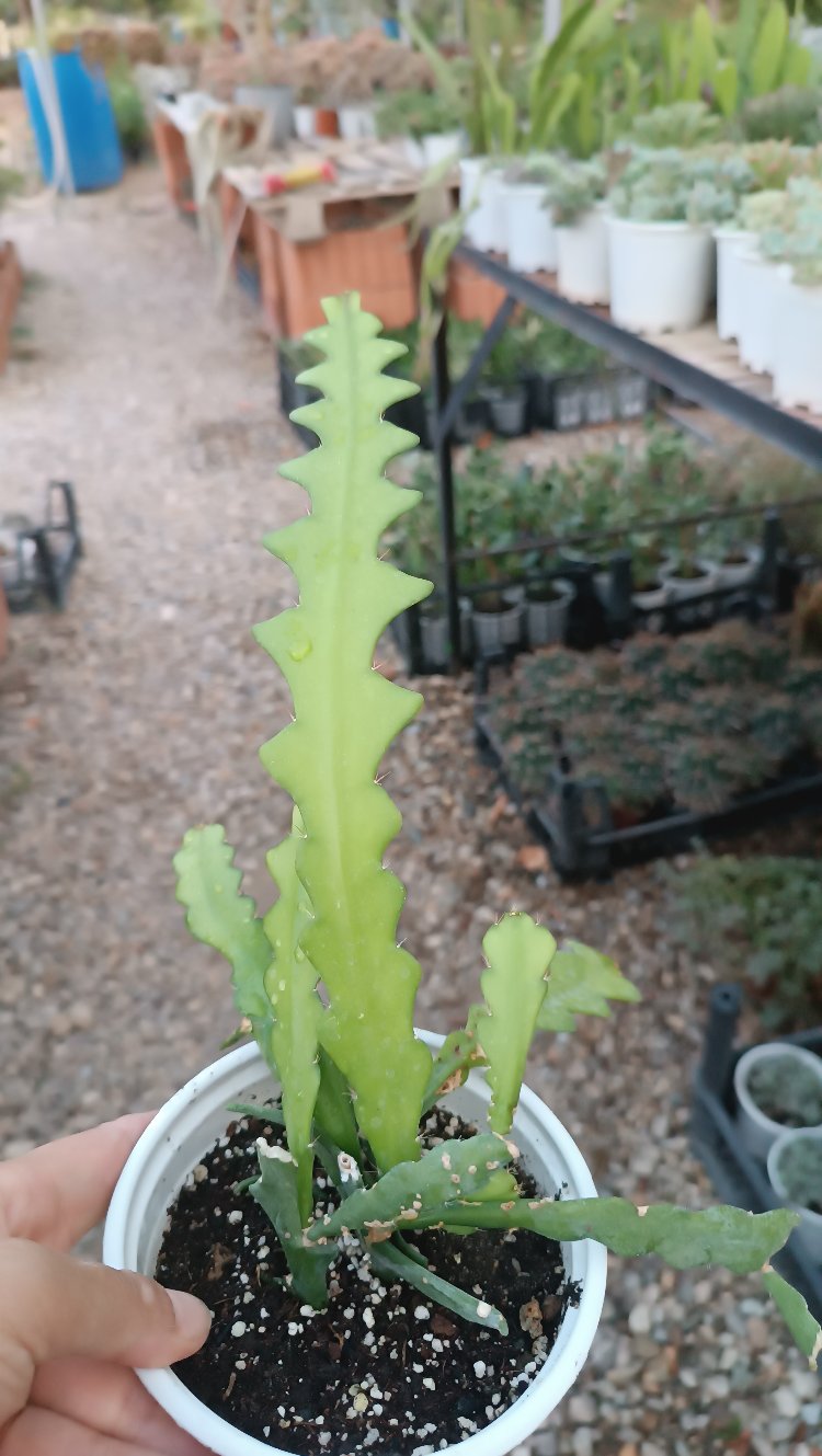 Zig Zag Atlas Epiphyllum Anguliger 12cm saksılı kaktüs