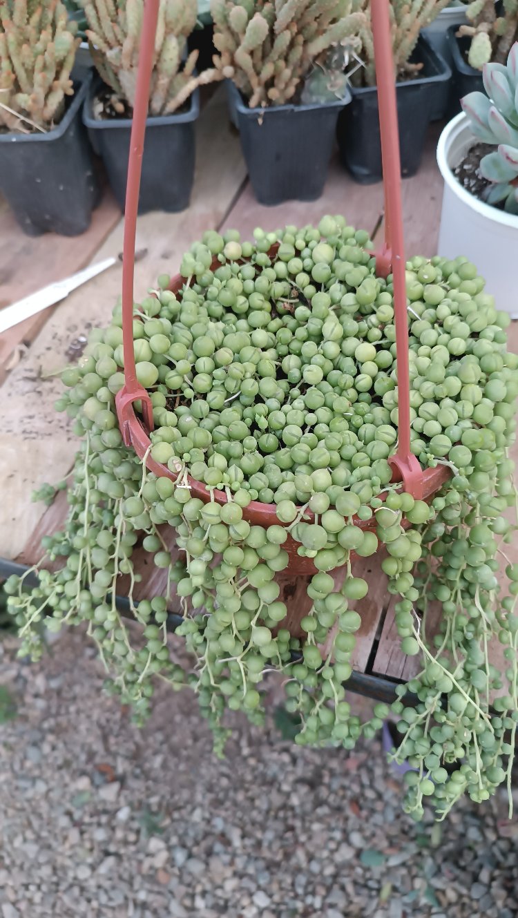 Tespih Çiçeği Senecio rowleyanus Askılı saksıda