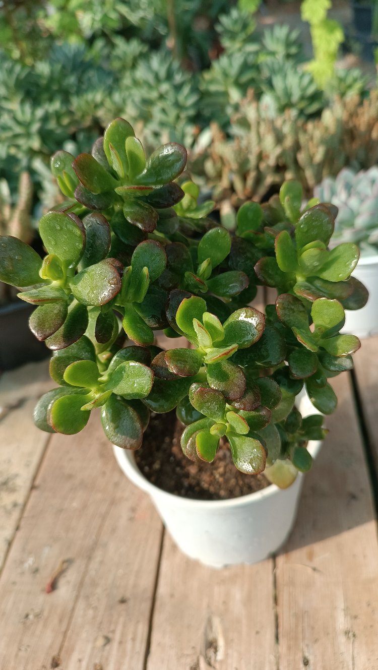 Crassula Ovata Minima,Minik yapraklı para ağacı 12cm saksılı sukulent