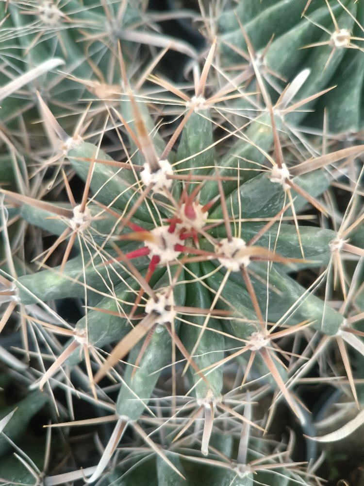 Ferocactus peninsulae 9cm saksılı kaktüs