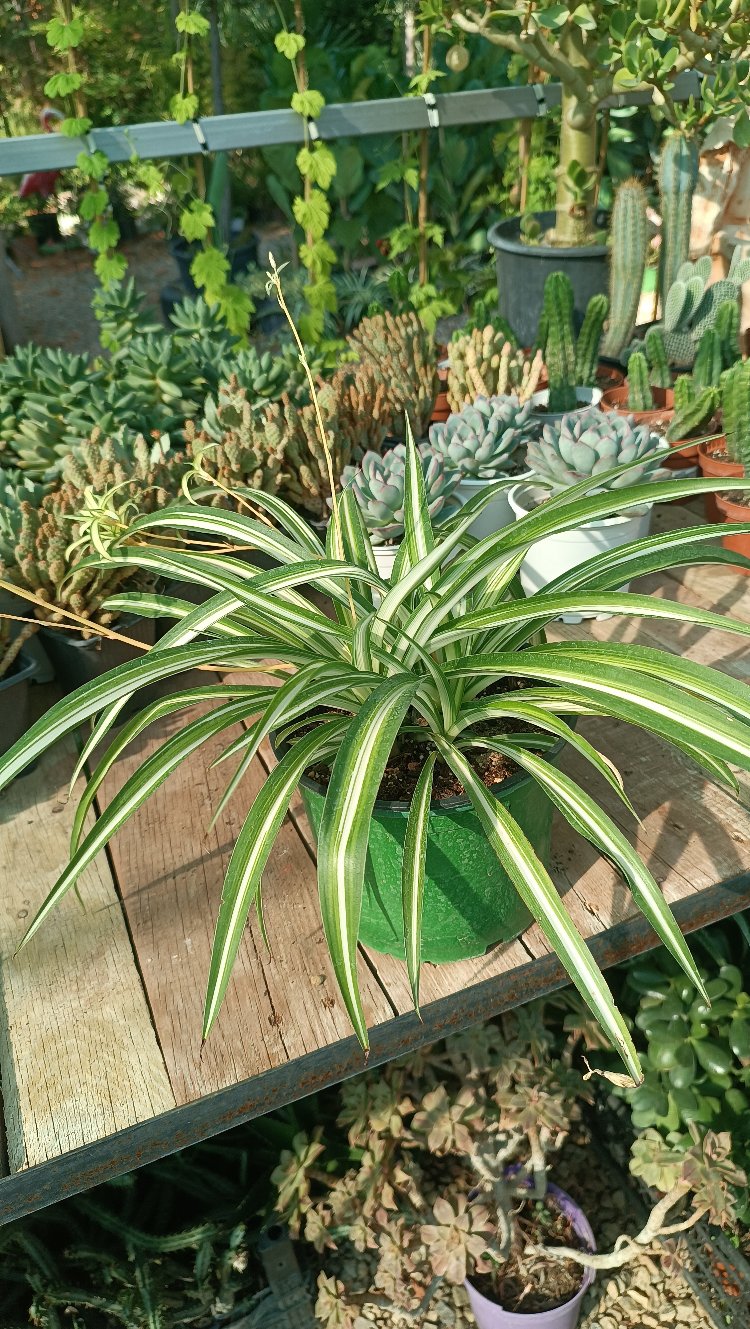 Chlorophytum Kurdele çiçeği 17cm saksıda