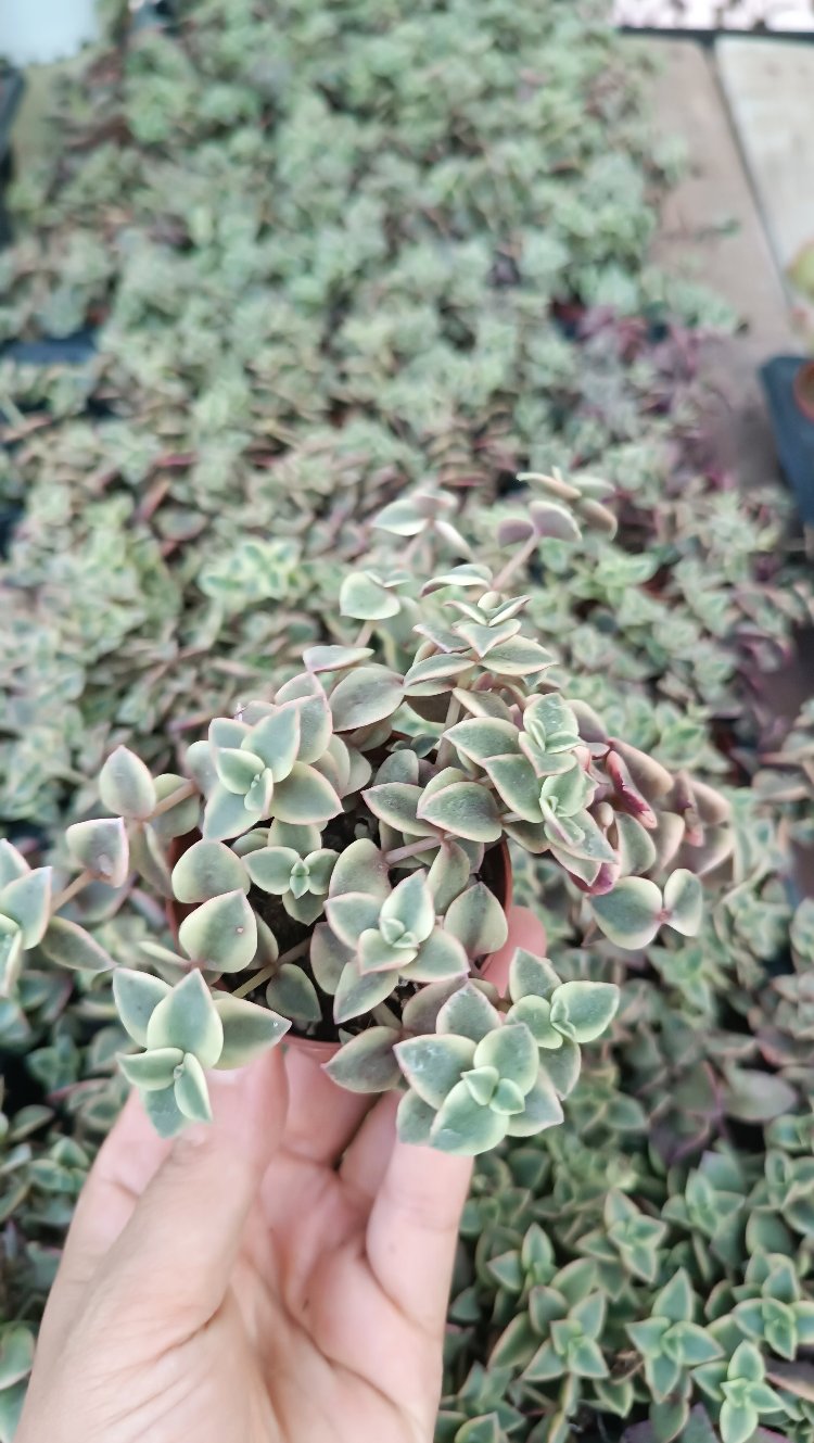 Crassula Marginalis Variegata 5,5cm saksılı sukulent
