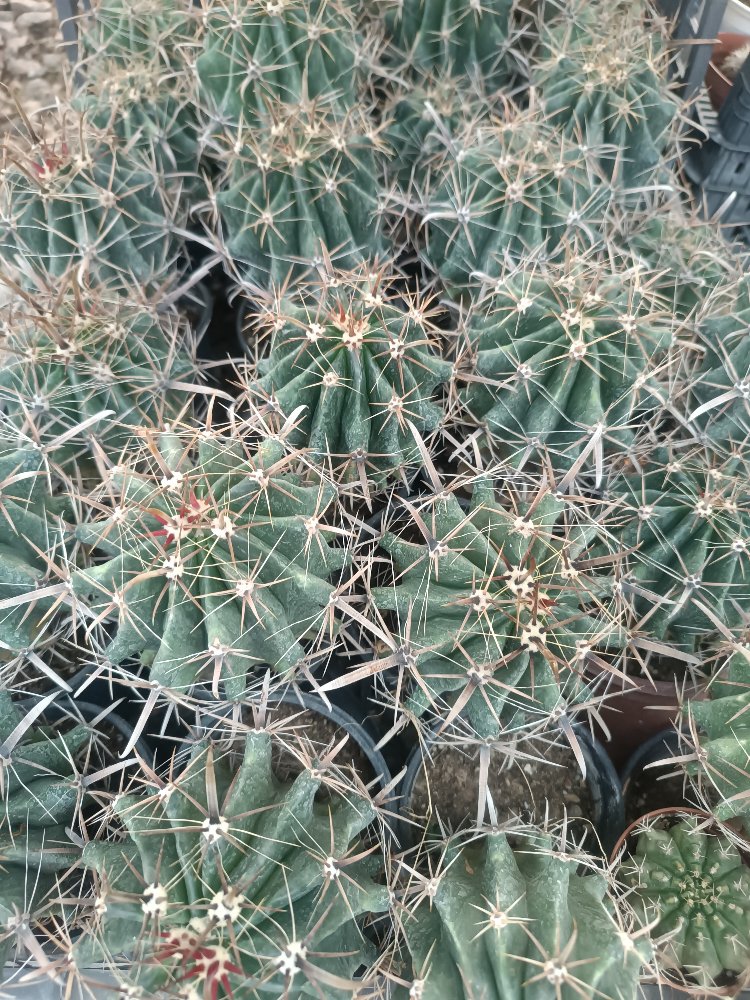 Ferocactus peninsulae 9cm saksılı kaktüs