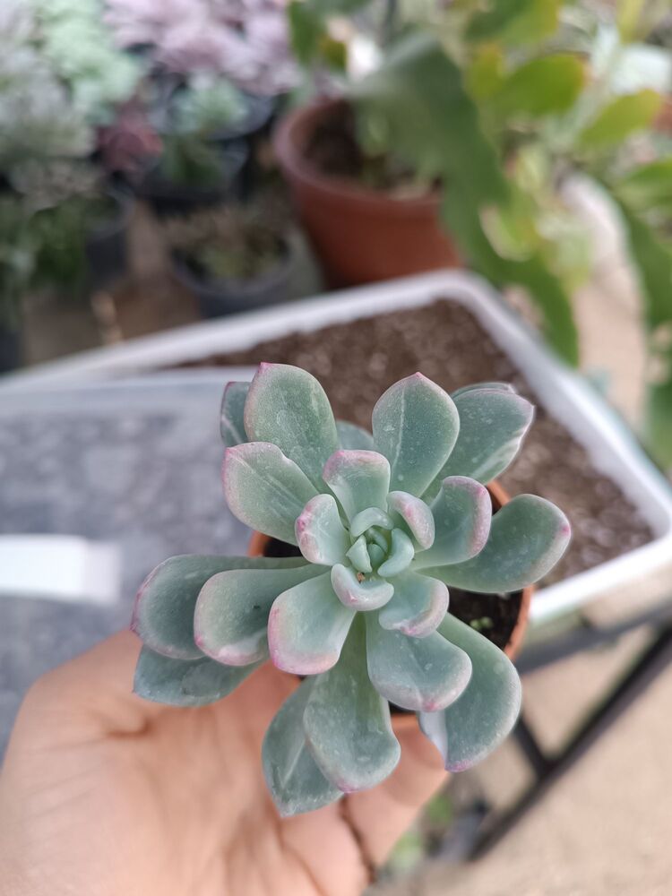 Pachyveria scheideckeri 5,5cm saksılı sukulent