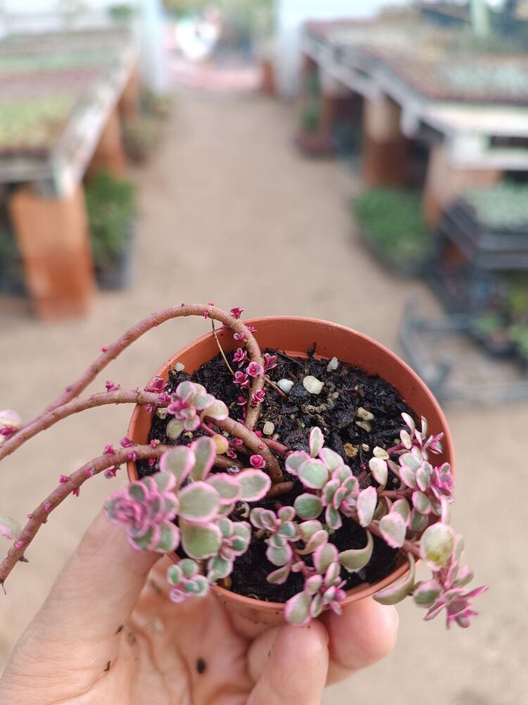 Alacalı Sedum 5,5cm saksılı sukulent sedum makinoi variegata