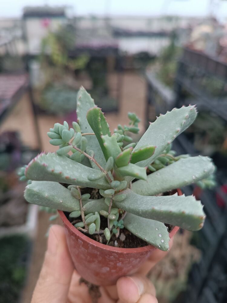Carruanthus 5,5cm saksılı sukulent 