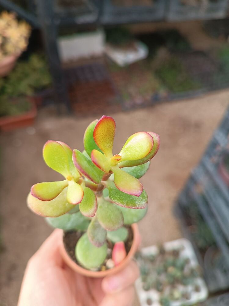 Minyatür Para çiçeği Crassula Ovata mini 5,5cm saksılı sukulent 