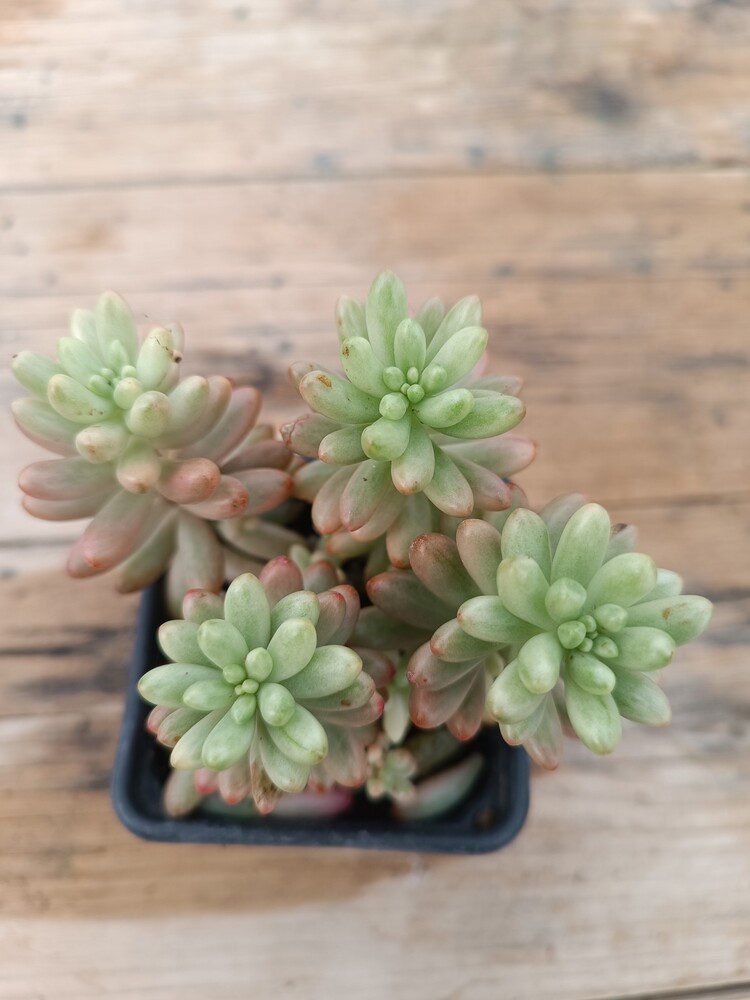 Pembe Sedum 9 cm saksılı sukulent (Sedum rubrotinctum)