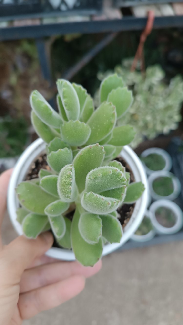 Ayı Pençesi Cotyledon tomentosa 12 cm saksılı sukulent 