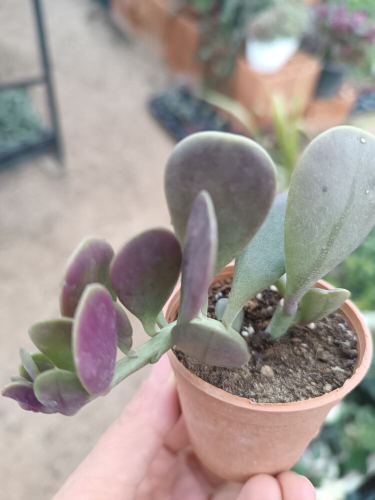 Senecio jacobsenii 5,5cm saksılı sukulent 