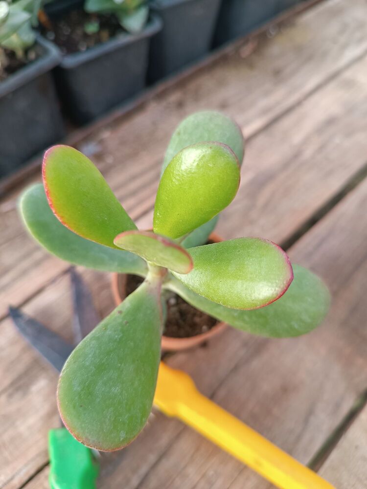 Para Çiçeği 5,5cm saksılı sukulent Crassula ovata (Hummel sunset)