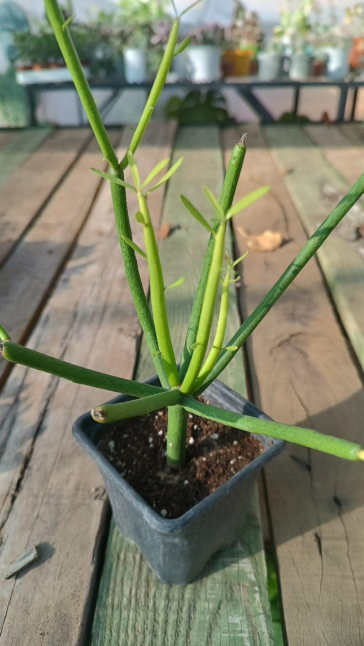 Kalem Kaktüs Euphorbia Tirucalli 9cm saksılı
