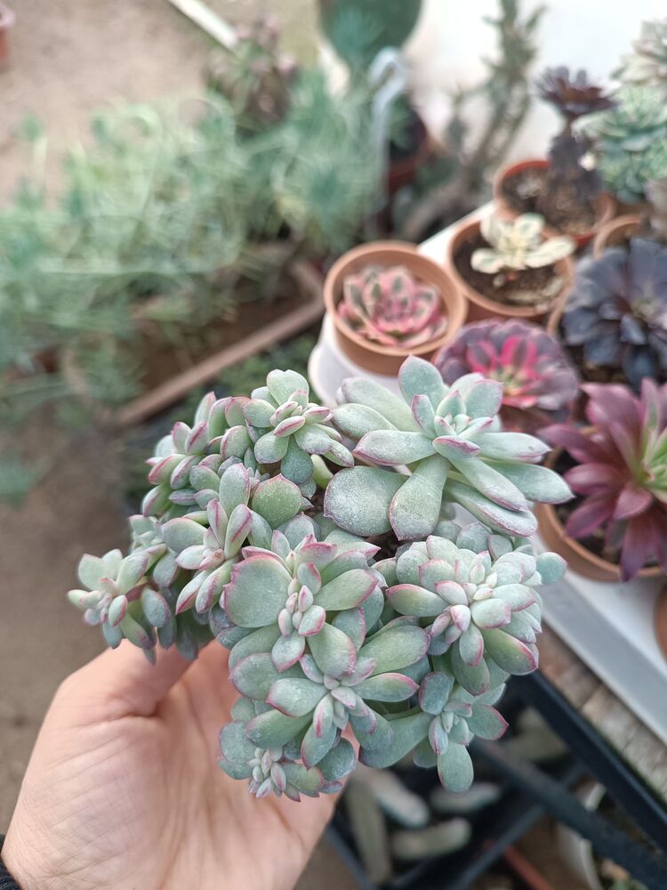 Echeveria apus cristata 5,5cm saksılı sukulent