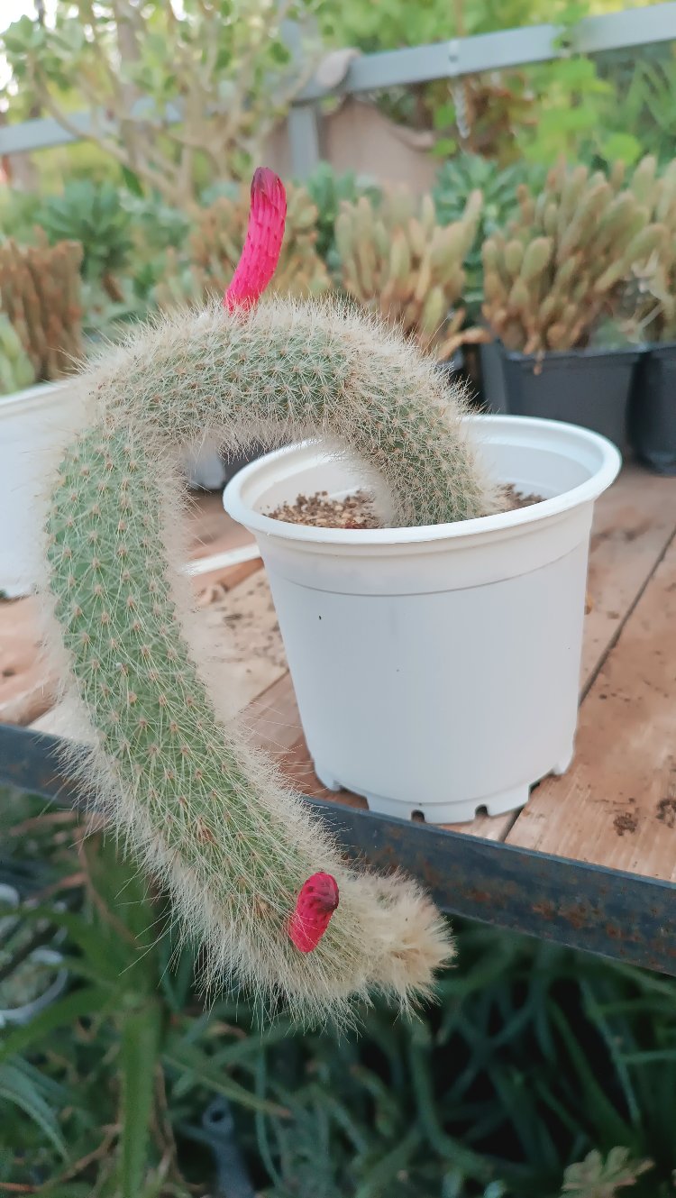 Maymun kuyruğu Hildewintera 12cm saksılı kaktüs