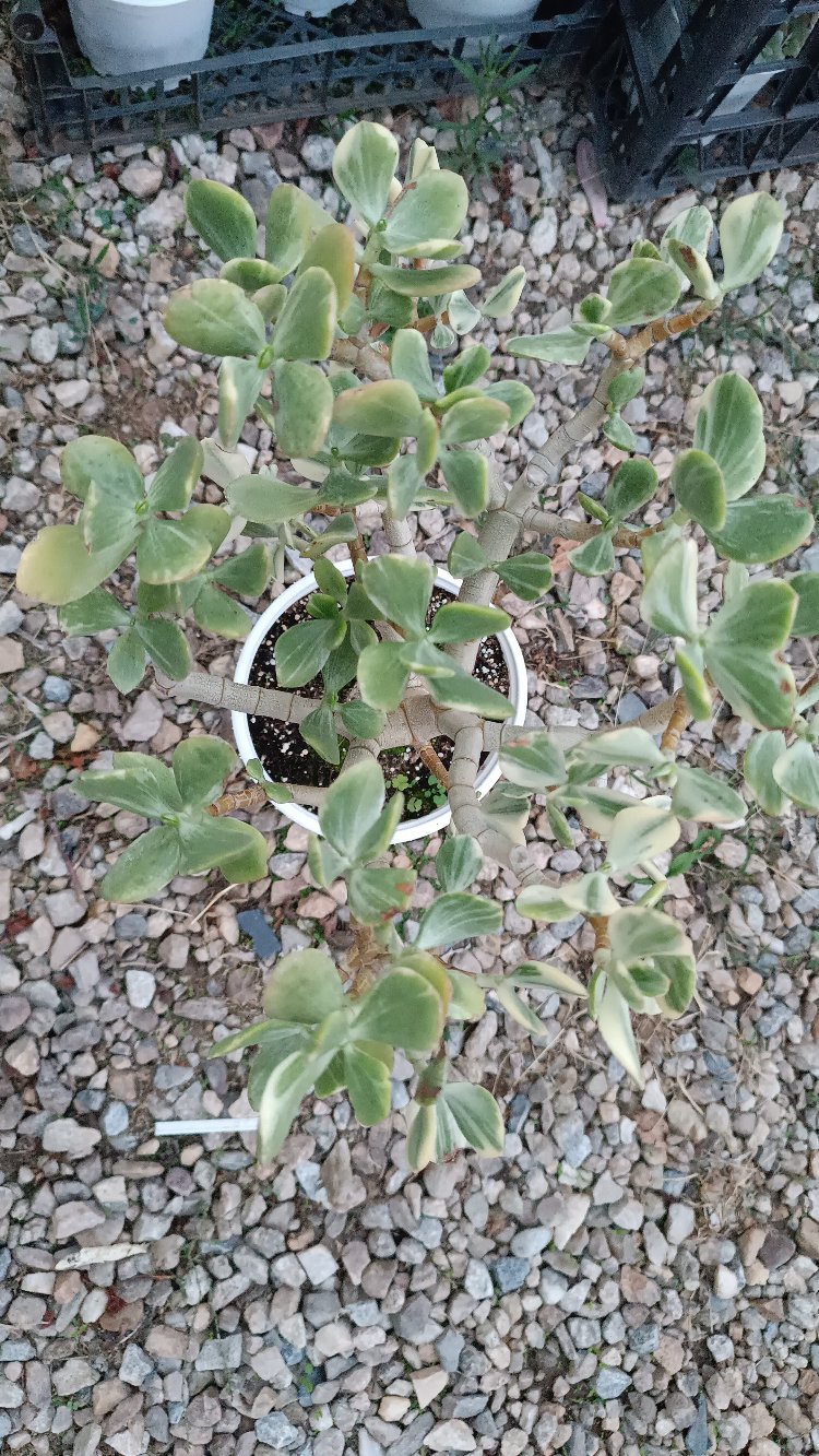 Crassula Ovata variegata
