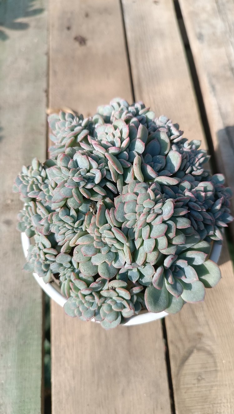 Echeveria Apus cristate 12cm saksılı sukulent