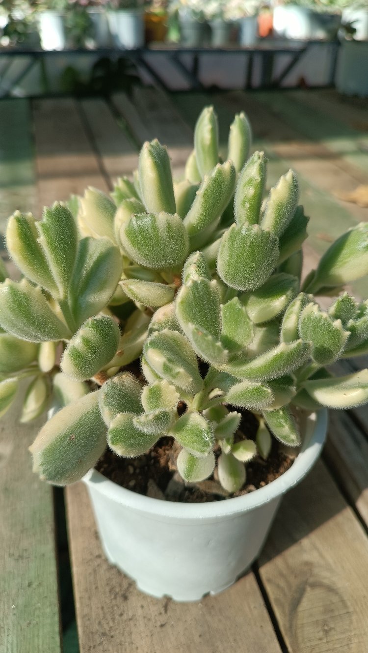 Cotyledon tomentosa variegata 12cm saksılı sukulent
