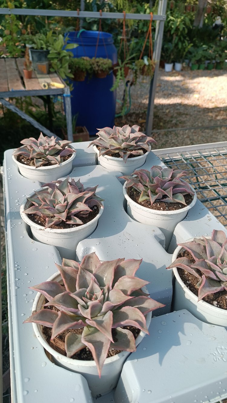 Echeveria madiba 12 cm saksılı sukulent