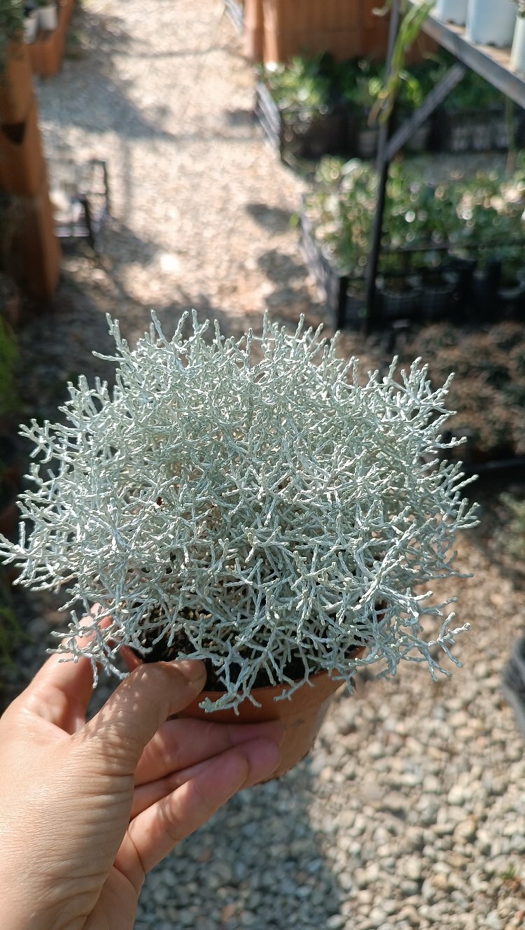 Gümüş Çalısı Calocephalus brownii 11cm saksılı bitki