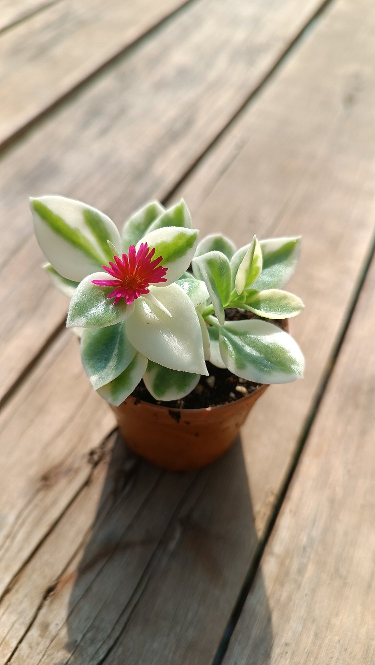 Aptenia Alacalı buz çiçeği 5,5cm saksılı 