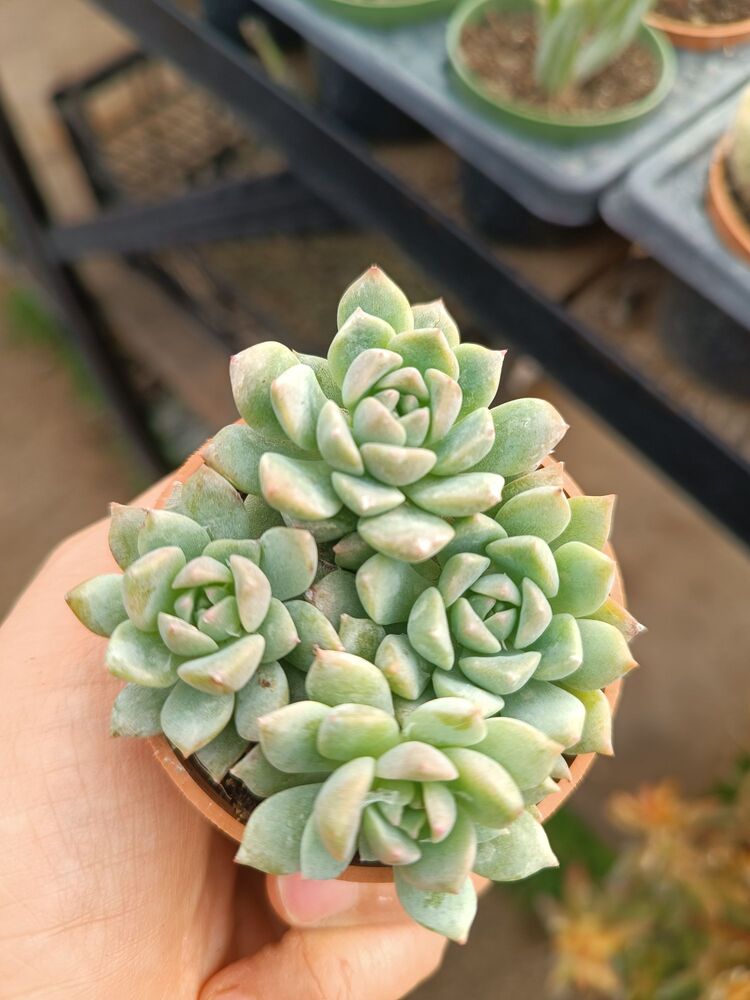 Echeveria prolifica 5,5cm saksılı sukulent