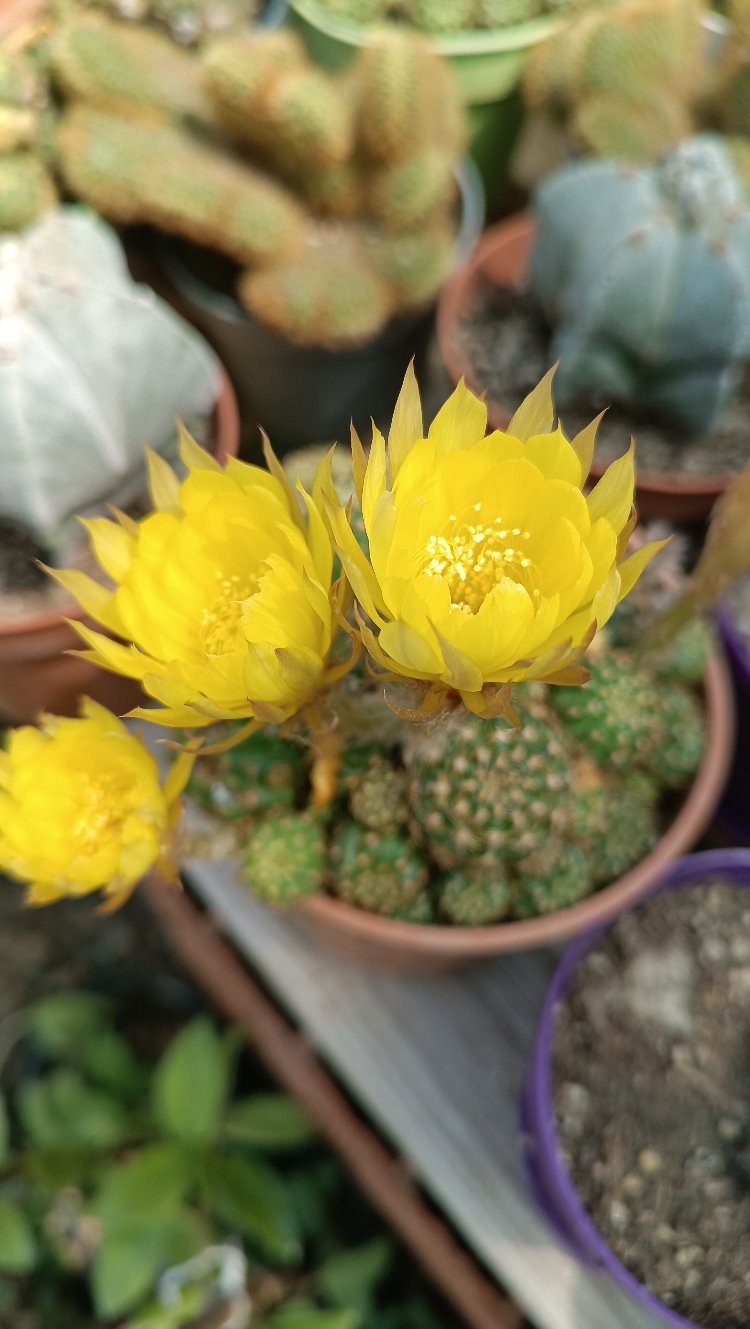 Lobivia Arachnacantha 13cm saksılı kaktüs