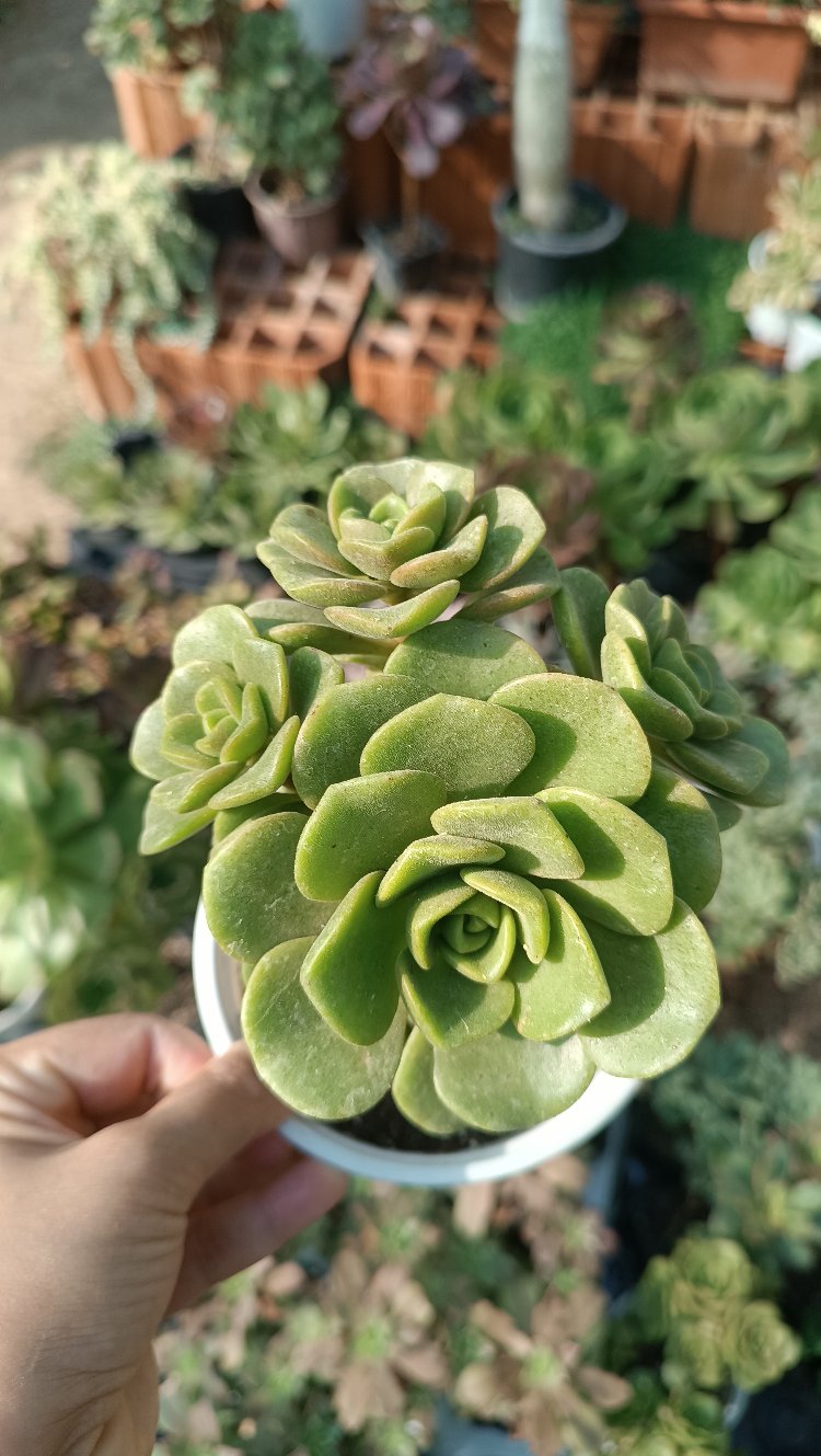 Aeonium lily Pad 12cm saksılı sukulent