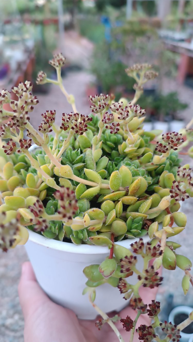Crassula "David"Pachystemon 12 cm saksılı sukulent