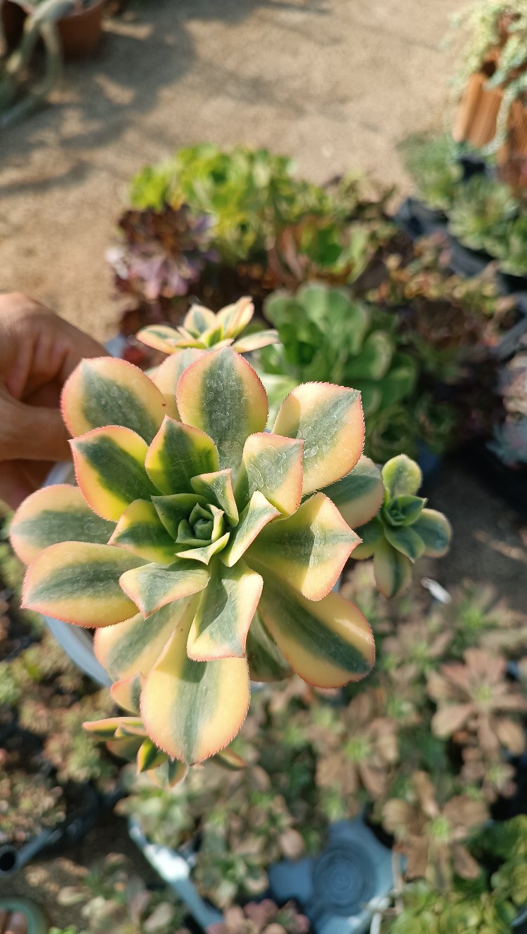 Aeonium Sunburst 12cm saksılı sukulent