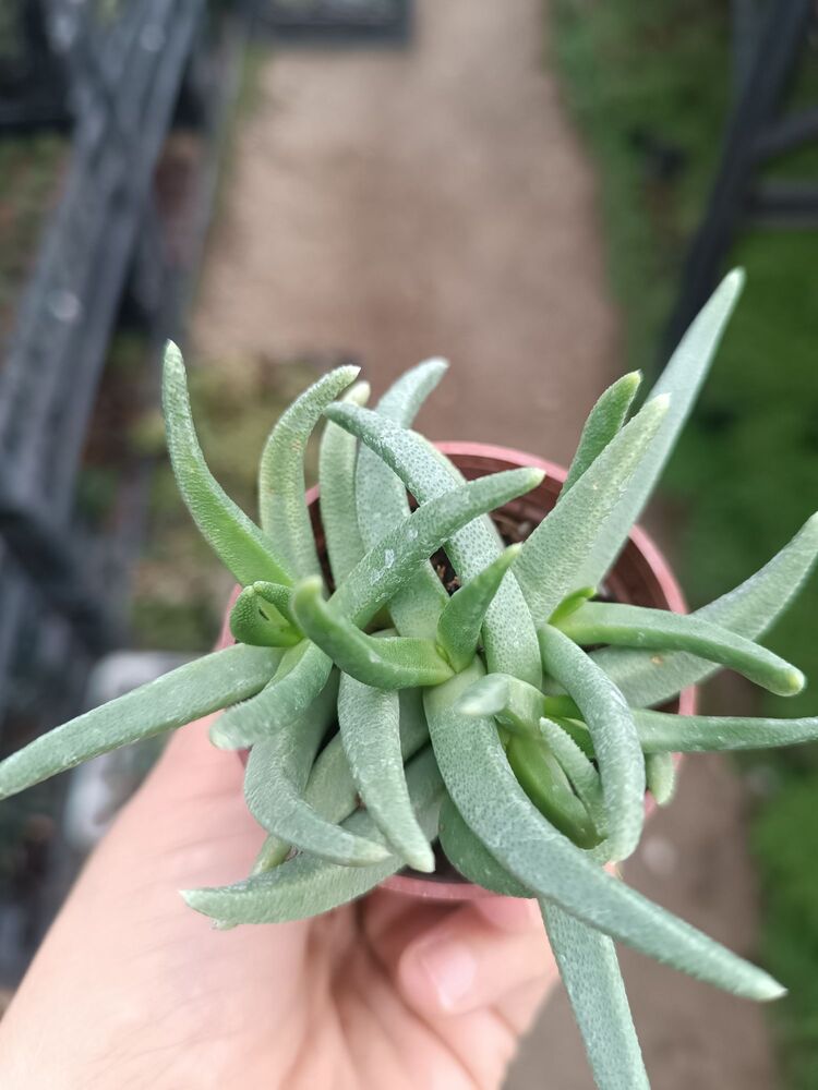 Bergeranthus 5*5cm saksılı sukulent