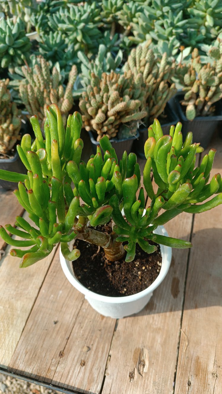 Shrek Kulağı Crassula Ovata gollum 12cm saksılı sukulent