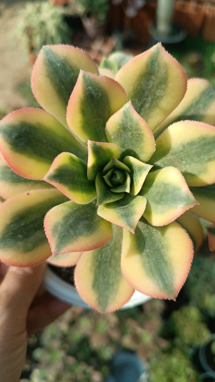 Aeonium Sunburst 12cm saksılı sukulent