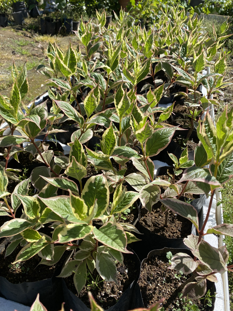 Alacalı Weigela çiçeği