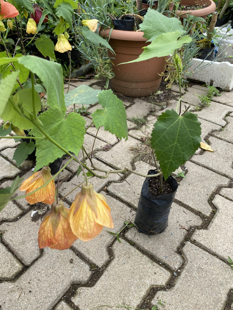 Görseldeki Gün Batımı Sarısı Abutilon Abutilon çiçeği