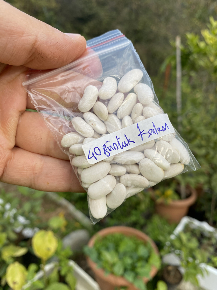 40 günlük kalem fasülye tohumu