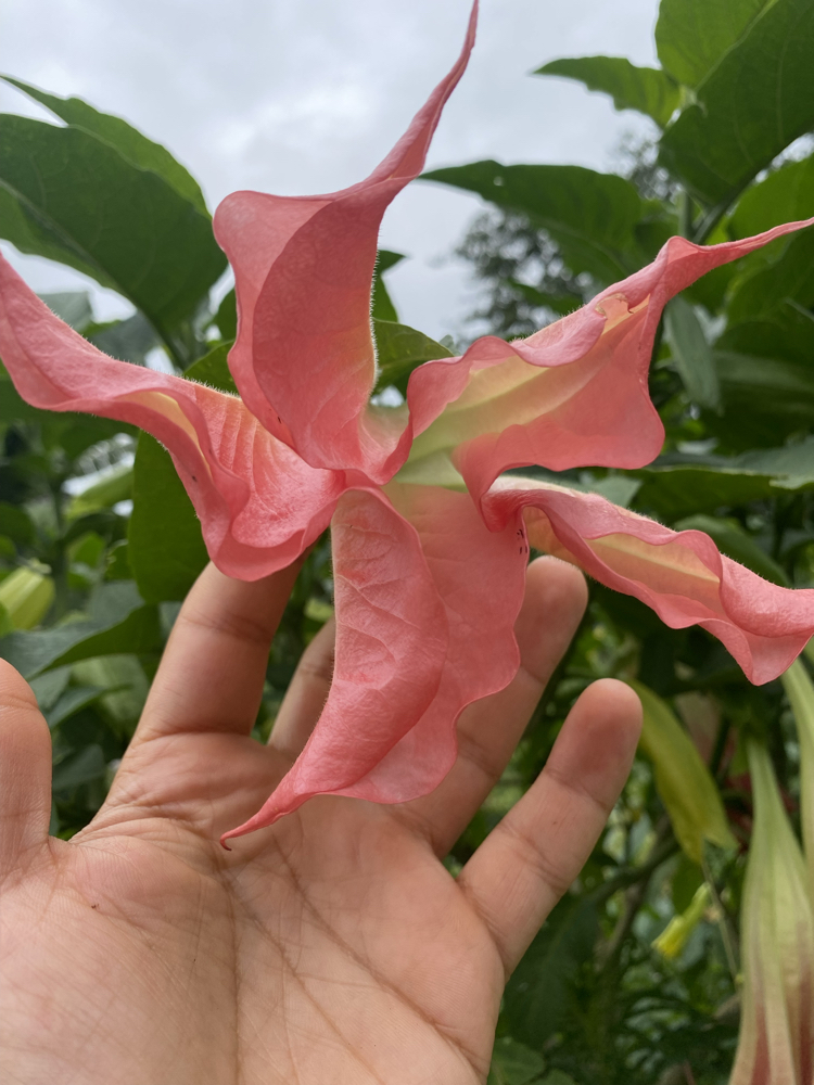 Pembe brugmansia çiçeği
