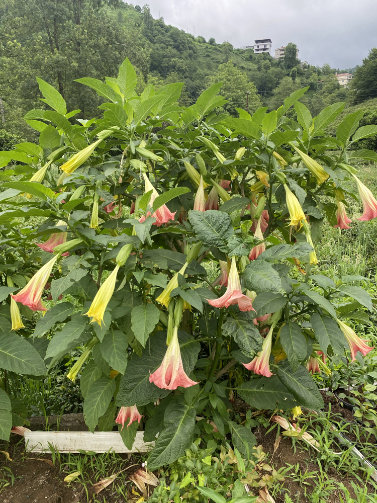 Pembe brugmansia çiçeği