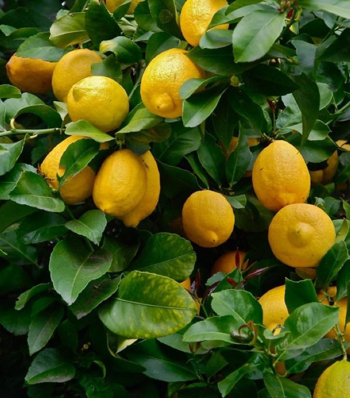 Ekşi yediveren köy limonu