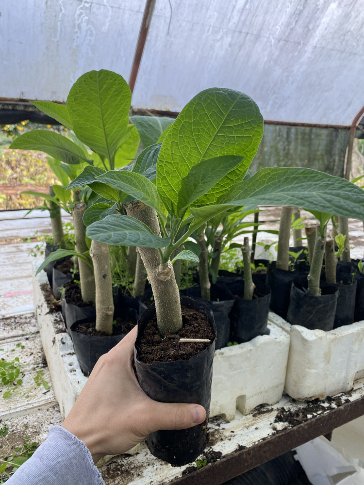 Pembe brugmansia çiçeği