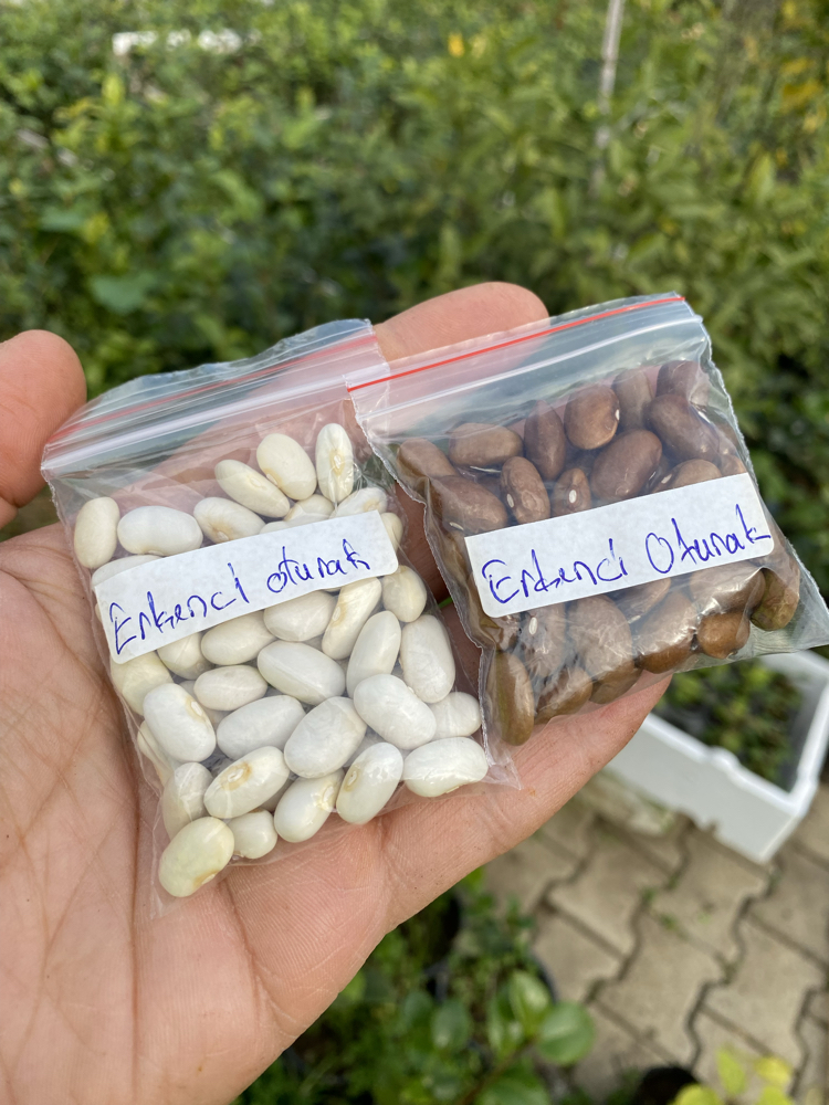 Erkenci oturak fasülye tohumu