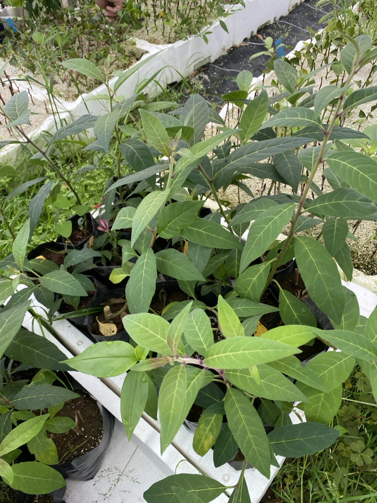 Cestrum elegans çiçeği