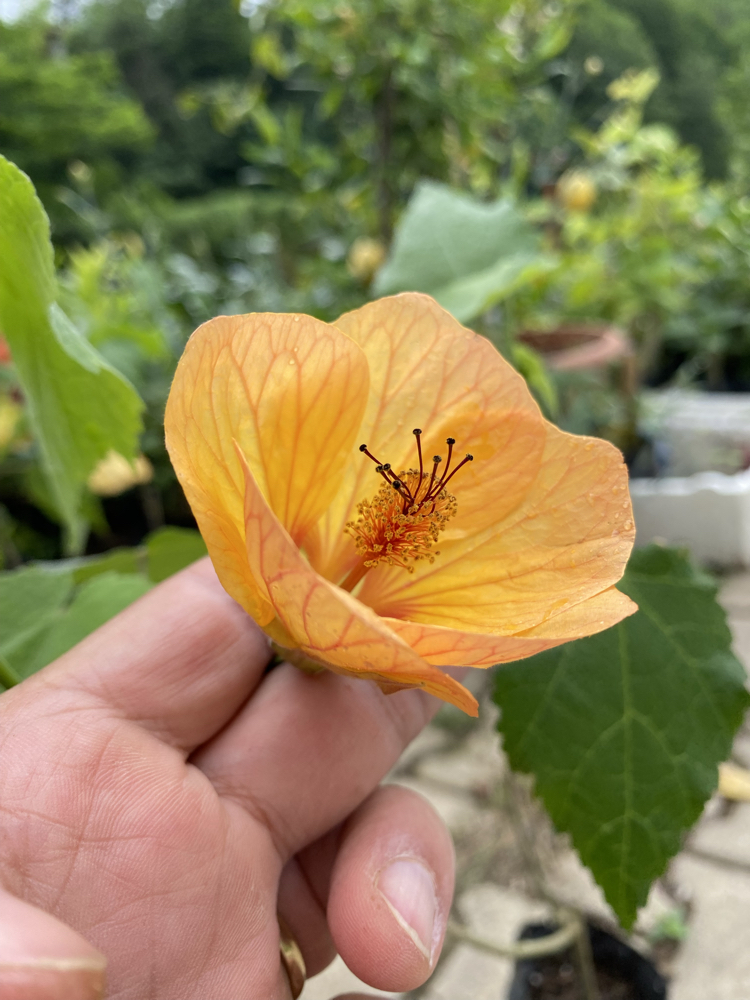 Görseldeki Gün Batımı Sarısı Abutilon Abutilon çiçeği