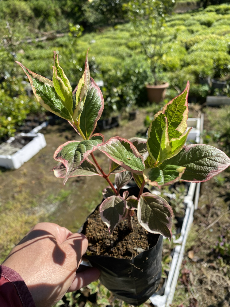 Alacalı Weigela çiçeği