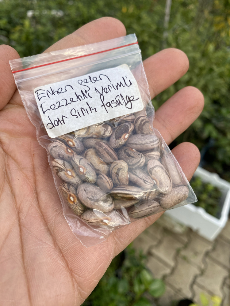 Erken gelen lezzetli dar fasülye tohumu