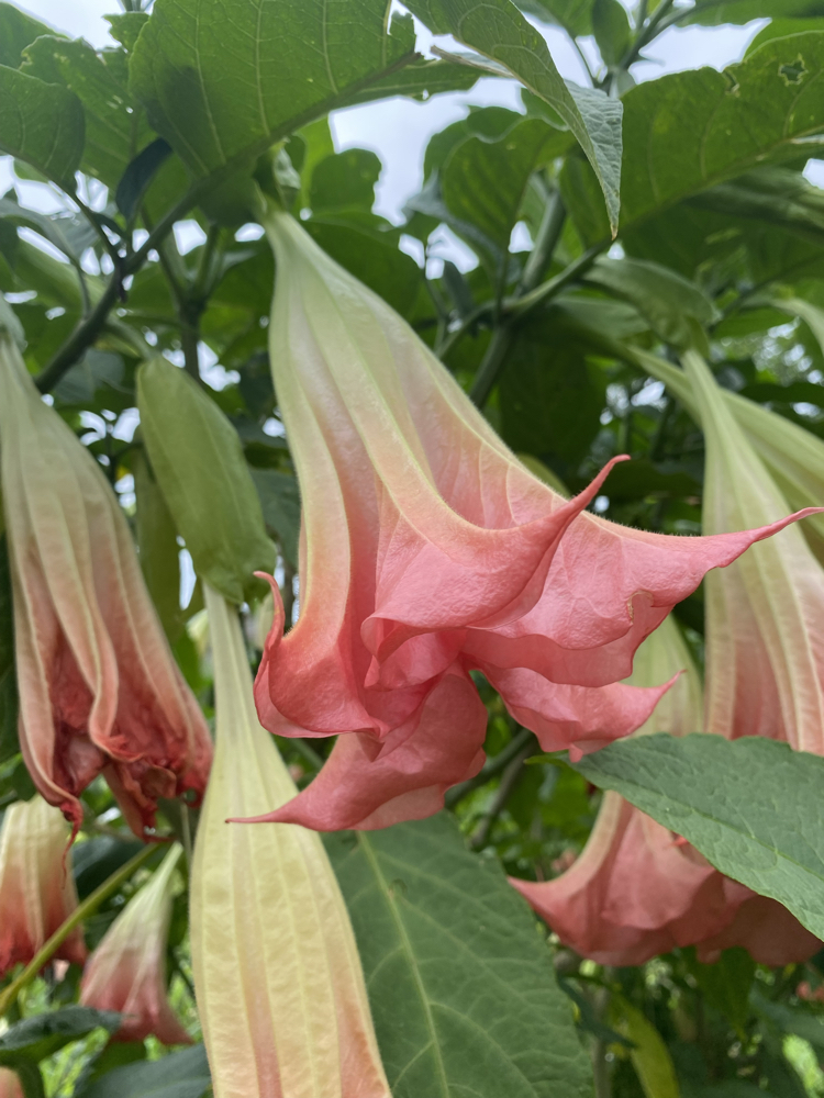 Pembe brugmansia çiçeği
