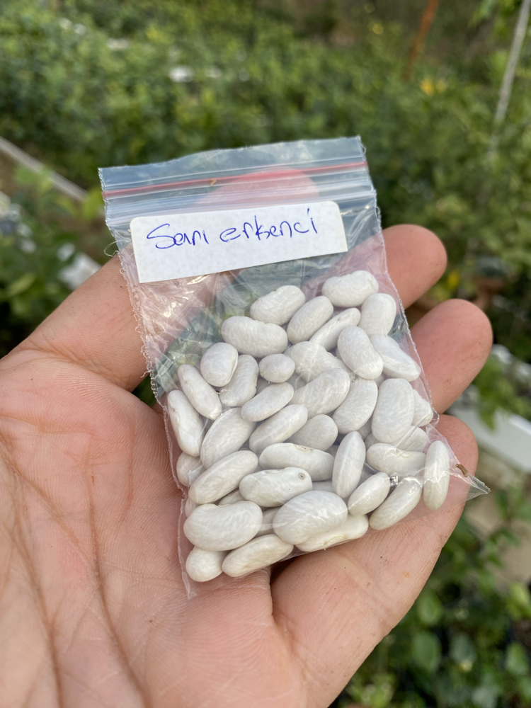 Sarı erkenci fasülye tohumu