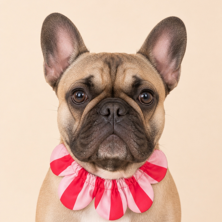 PawBow Flower Dog Collar (lilac orange stripe)