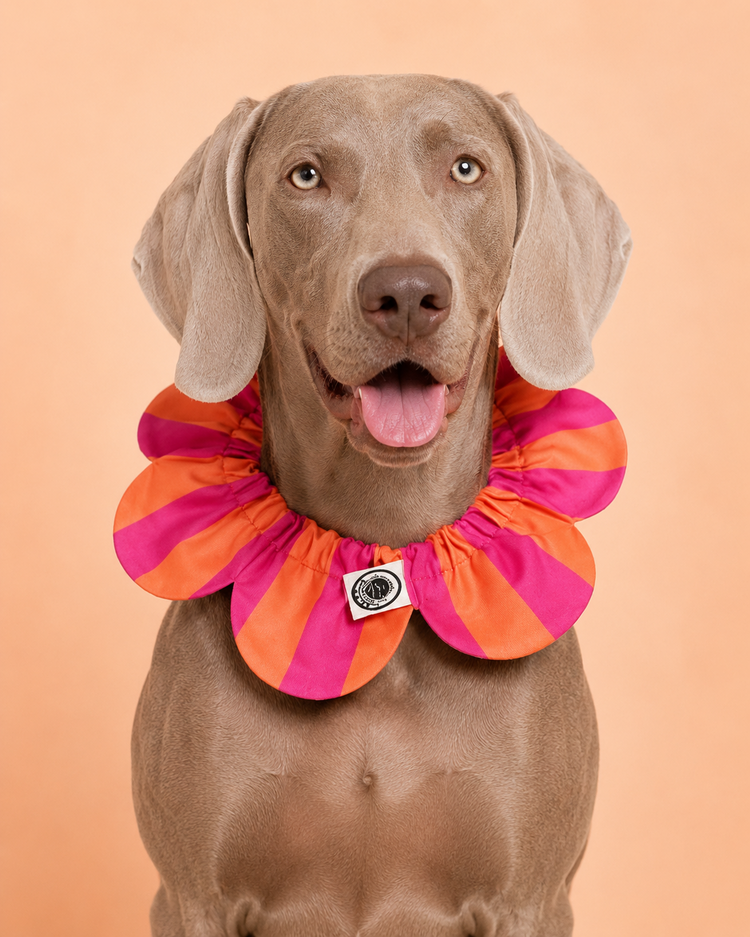 PawBow Flower Dog Collar (orange pink stripe)