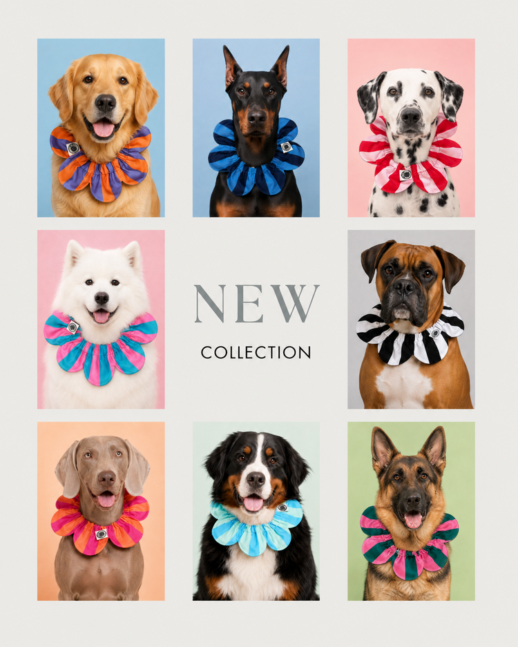 PawBow Flower Dog Collar (multicolour collection)